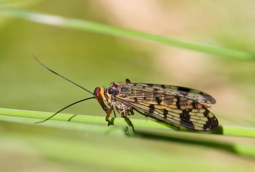 Fotografia de Naturaleza Digital - Galeria Fotografica: Macrofotografia - Foto: Mosca escorpion