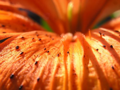 Fotografia de XAVI CASTILLO - Galeria Fotografica: MACRO FLORES - Foto: lunares