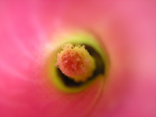 Fotografia de XAVI CASTILLO - Galeria Fotografica: MACRO FLORES - Foto: el centro