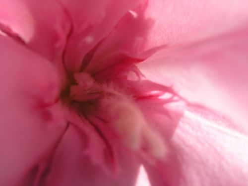 Fotografia de XAVI CASTILLO - Galeria Fotografica: MACRO FLORES - Foto: terciopelo