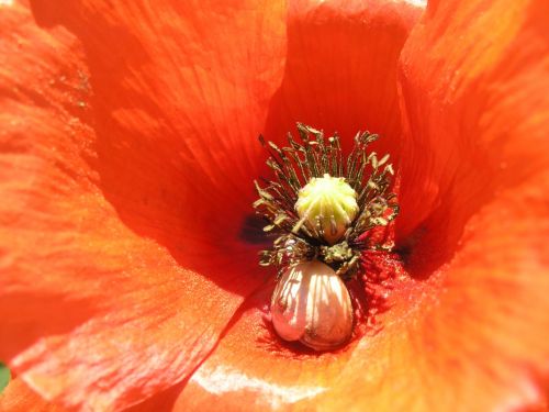 Fotografia de XAVI CASTILLO - Galeria Fotografica: MACRO FLORES - Foto: descanso