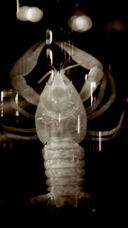 Fotografia de IL.FURIOSO.CANE.NERO - Galeria Fotografica: swimming into the pitch - Foto: 