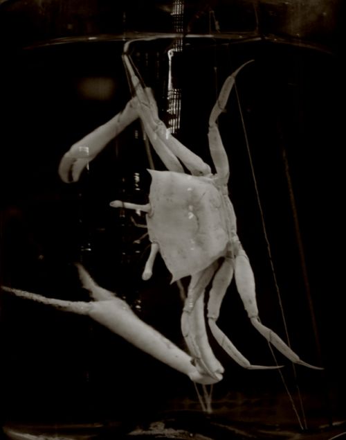 Fotografia de IL.FURIOSO.CANE.NERO - Galeria Fotografica: swimming into the pitch - Foto: 