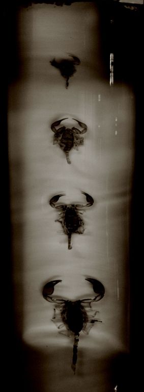 Fotografia de IL.FURIOSO.CANE.NERO - Galeria Fotografica: swimming into the pitch - Foto: 