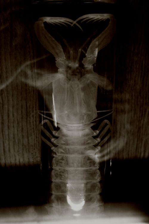 Fotografia de IL.FURIOSO.CANE.NERO - Galeria Fotografica: swimming into the pitch - Foto: 