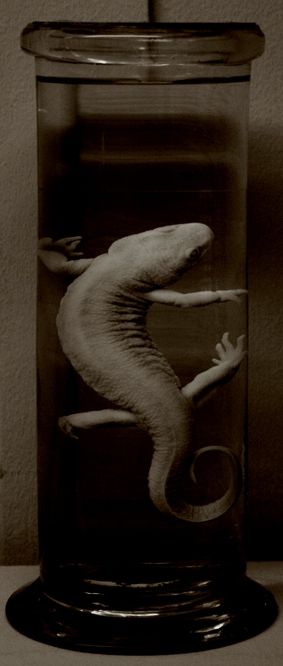 Fotografia de IL.FURIOSO.CANE.NERO - Galeria Fotografica: swimming into the pitch - Foto: 