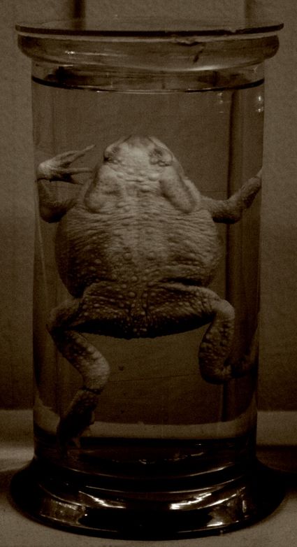 Fotografia de IL.FURIOSO.CANE.NERO - Galeria Fotografica: swimming into the pitch - Foto: 