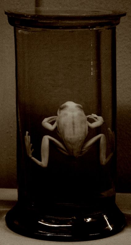 Fotografia de IL.FURIOSO.CANE.NERO - Galeria Fotografica: swimming into the pitch - Foto: 