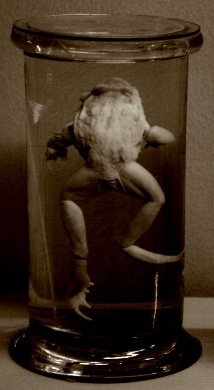 Fotografia de IL.FURIOSO.CANE.NERO - Galeria Fotografica: swimming into the pitch - Foto: 