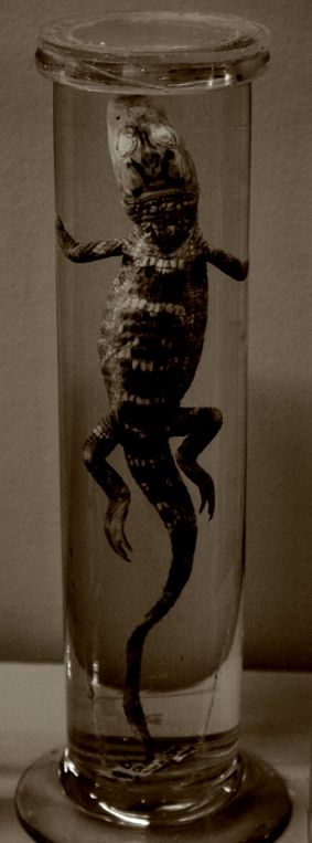 Fotografia de IL.FURIOSO.CANE.NERO - Galeria Fotografica: swimming into the pitch - Foto: 