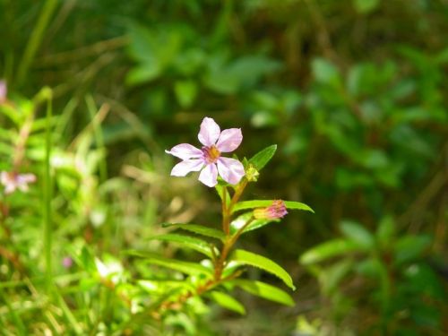 Fotografia de somoza - Galeria Fotografica: Atraves de mi lente ... - Foto: 