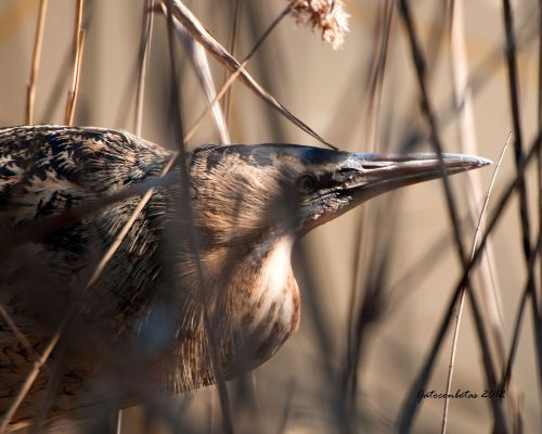Fotografia de Tobales - Galeria Fotografica: Delta del Llobregat, algunas especies de este ao - Foto: Ave Toro