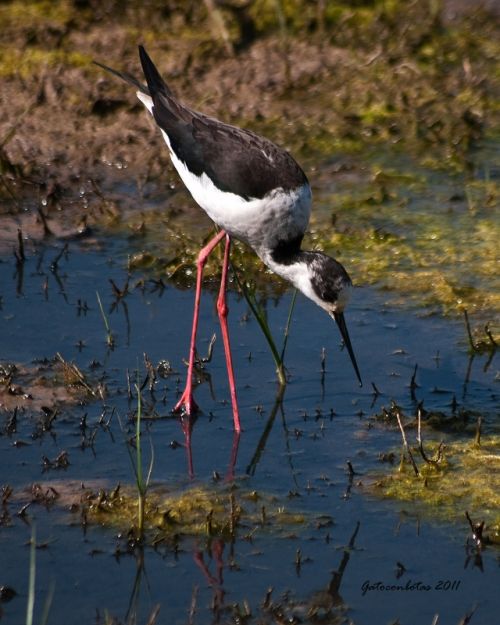 Fotografia de Tobales - Galeria Fotografica: Delta del Llobregat, algunas especies de este ao - Foto: Cigueela o Camesllargas