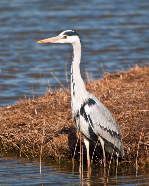 Fotografia de Tobales - Galeria Fotografica: Delta del Llobregat, algunas especies de este ao - Foto: Garza Real
