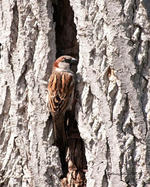 Fotografia de Tobales - Galeria Fotografica: Delta del Llobregat, algunas especies de este ao - Foto: Gorrion macho