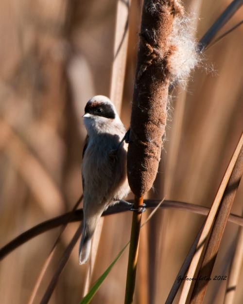 Fotografia de Tobales - Galeria Fotografica: Delta del Llobregat, algunas especies de este ao - Foto: Moscon comun