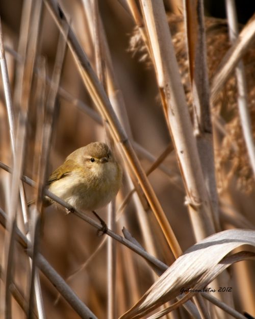 Fotografia de Tobales - Galeria Fotografica: Delta del Llobregat, algunas especies de este ao - Foto: Mosquitero