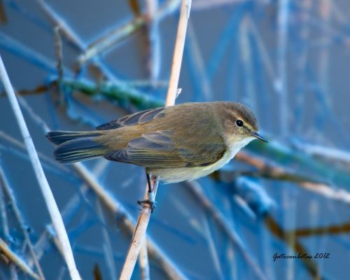 Fotografia de Tobales - Galeria Fotografica: Delta del Llobregat, algunas especies de este ao - Foto: Msquitero