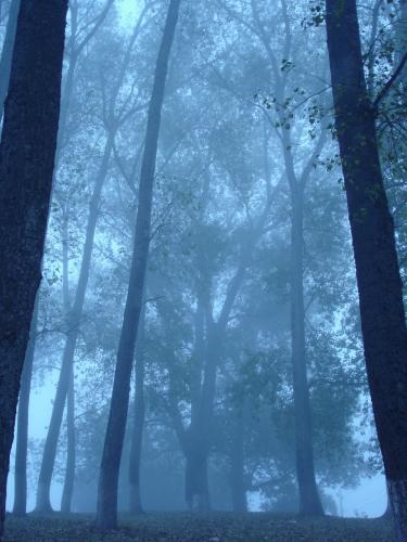 Fotografia de Carla Prieto - Galeria Fotografica: Niebla - Foto: inmensidad