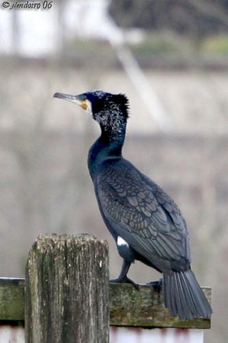 Fotografia de  - Galeria Fotografica: Natura - Foto: Cormoran II