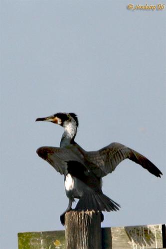 Fotografia de  - Galeria Fotografica: Natura - Foto: Cormoran III