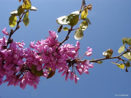 Fotografia de J.Carmona - Galeria Fotografica: Vida Natural - Foto: Flotando entre flores