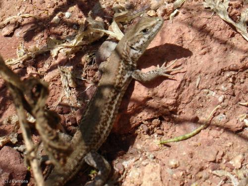 Fotografia de J.Carmona - Galeria Fotografica: Vida Natural - Foto: Me estas mirando ?