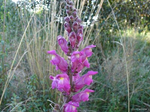 Fotografia de J.Carmona - Galeria Fotografica: Vida Natural - Foto: Imaginate mil caras