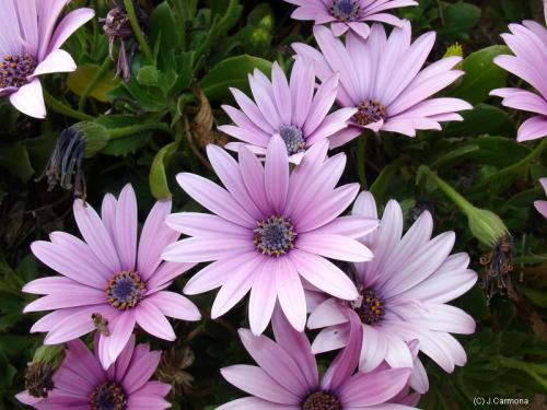 Fotografia de J.Carmona - Galeria Fotografica: Vida Natural - Foto: Miraras seguro