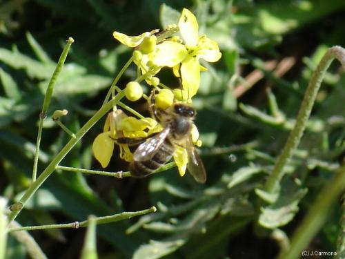 Fotografia de J.Carmona - Galeria Fotografica: Vida Natural - Foto: Alimentate de mi vida