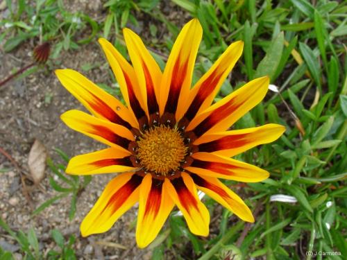 Fotografia de J.Carmona - Galeria Fotografica: Vida Natural - Foto: Mil colores