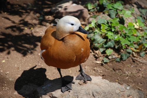 Fotografia de Crono - Galeria Fotografica: Fotos Crono - Foto: Pato Silvestre