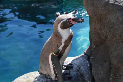 Fotografia de Crono - Galeria Fotografica: Fotos Crono - Foto: Pinguino