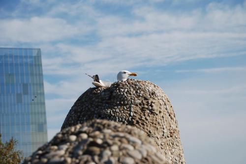 Fotografia de Crono - Galeria Fotografica: Fotos Crono - Foto: Gaviota Anidando
