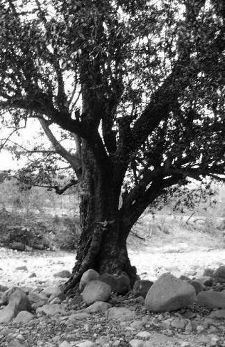 Fotografia de Ruth - Galeria Fotografica: blanco y negro..... - Foto: .