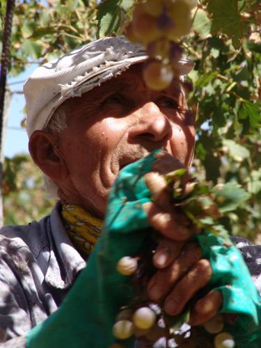 Fotografia de Marcos Daniel - Galeria Fotografica: Mis fotos - Foto: Las Manos Del Vino