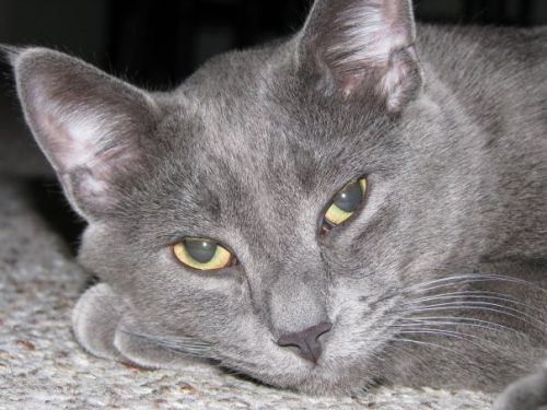 Fotografia de Daly - Galeria Fotografica: GATO - Foto: 