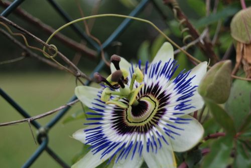 Fotografia de tiri - Galeria Fotografica: vida - Foto: pasion