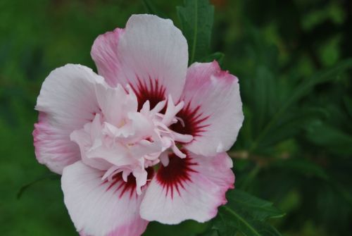 Fotografia de tiri - Galeria Fotografica: vida - Foto: rocio