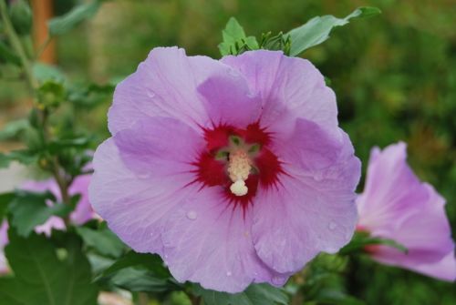 Fotografia de tiri - Galeria Fotografica: vida - Foto: suave