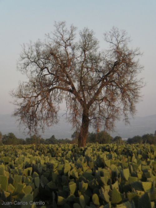 Fotografia de J.C.CARRILLO - Galeria Fotografica: Dialogos con la naturaleza - Foto: 