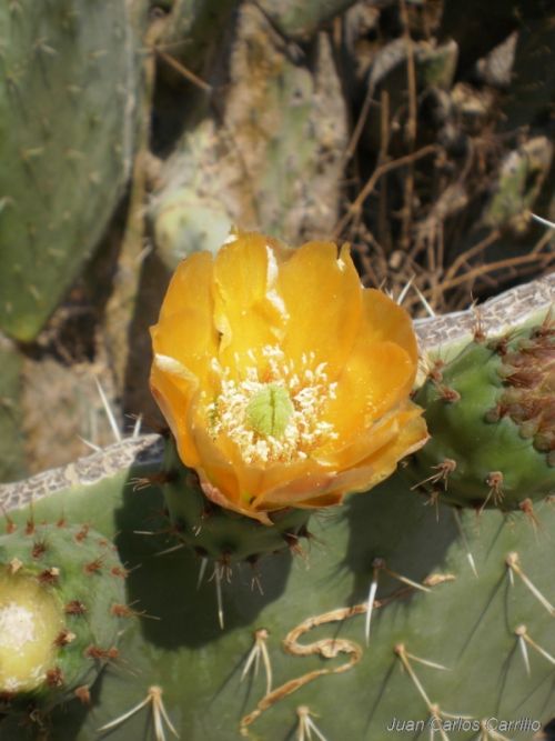 Fotografia de J.C.CARRILLO - Galeria Fotografica: Dialogos con la naturaleza - Foto: 
