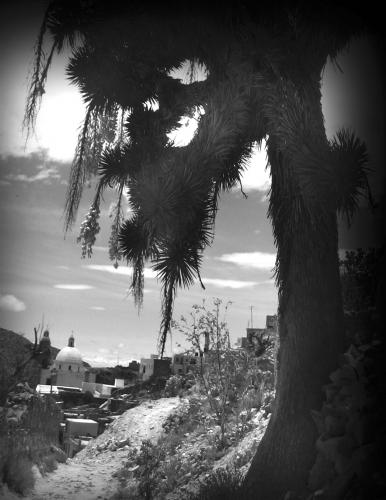 Fotografia de Tanya - Galeria Fotografica: mensajes ocultos - Foto: triste arbolito