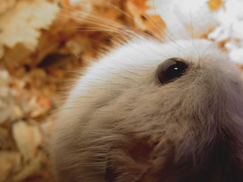 Fotografia de Tanya - Galeria Fotografica: mensajes ocultos - Foto: hamster