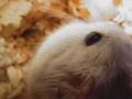Foto de  Tanya - Galería: mensajes ocultos - Fotografía: hamster