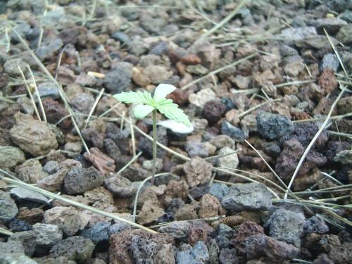 Fotografia de Erik - Galeria Fotografica: plantas marihuana - Foto: Marihuana en gravilla
