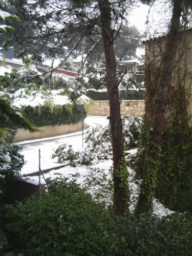 Fotografia de Erik - Galeria Fotografica: Nevada - Foto: Arboles