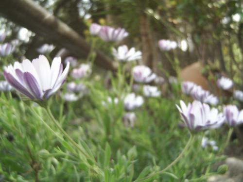 Fotografia de Erik - Galeria Fotografica: Flores - Foto: Flor violeta-blanca cara A