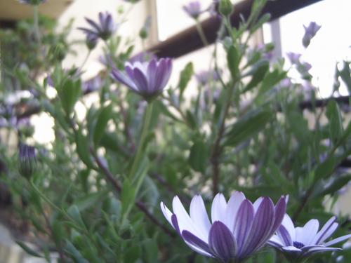 Fotografia de Erik - Galeria Fotografica: Flores - Foto: Flor violeta-blanca cara B