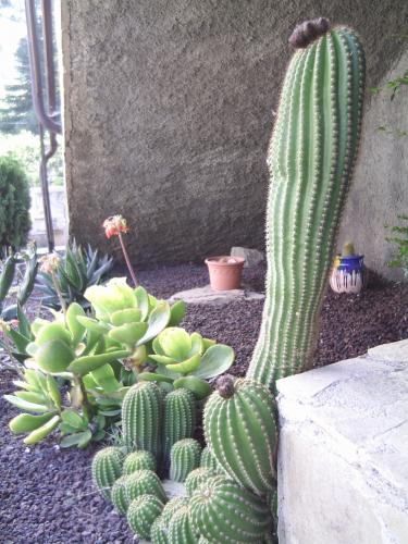 Fotografia de Erik - Galeria Fotografica: Flores - Foto: Cactus